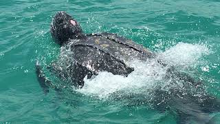 Leatherback turtle dives deeper than a Navy sub smashing world record in the process [upl. by Ailana]