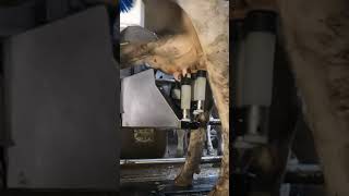 Robotic milking fullwood JOZ merlin M2 [upl. by Colin]