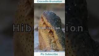 Crocodile Hibernation Process😱shorts shortsfeed shortvideo facts factsmine short [upl. by Herrmann]