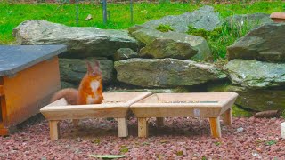 Red squirrel friend [upl. by Absalom]