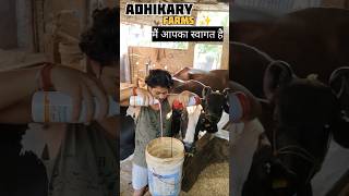 Calcium के साथ Liver tonic दूध बढ़ने के लिऐ ✨dairyfarm ytshorts ytstudio milk breeding reels [upl. by Cedell]