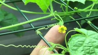 How To Hand Pollinate Cucamelons Mouse Melons Indoors [upl. by Yrellih]