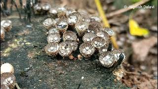 Cyathus striatus  A bird nest fungus [upl. by Linda]