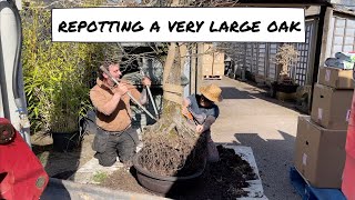 Repotting a Very Large Oak [upl. by Dalston]