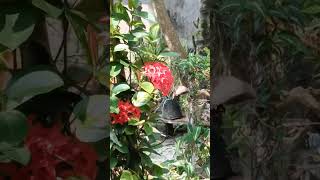 🦋🏵️❤️ projapoti mello dana rongtuli projapoti kolponar  shortvideo netureviralvideo love [upl. by Ssor]