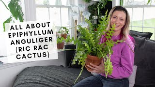 All about caring for the crazy Ric Rac cactus aka Epiphyllum anguliger [upl. by Safier]