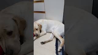 Dog labouryoutubeshorts video [upl. by Teleya]