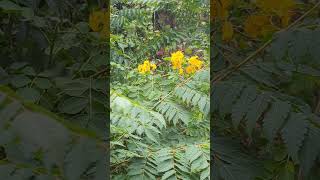 Christmas Bush aka Yellow Candlewood Flowers are Gorgeous on Cross Seminole Trail Oviedo Florida [upl. by Corina286]