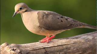 Mourning Dove Call  Ringtones for Android  SFX  Animal Ringtones [upl. by Ianaj]