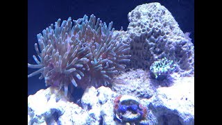 Adding a green and rose bubble tip sea anemones amp a grandis palythoa and zoanthids live corals [upl. by Adlai30]