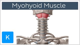 Mylohyoid Muscle  Attachments amp Function  Human Anatomy  Kenhub [upl. by Heyman]