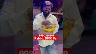 Rabbit rabbit song tamil music pushpa movie birds rabbitfarming rabbits tamilmusic funny [upl. by Boote62]