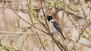 ノビタキ 夏鳥一番乗り？ Siberian Stonechat 信越の河原 4月上旬 野鳥FHD 空屋根FILMS940 [upl. by Ativet]