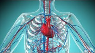 CARDIOVASCULAR SYSTEM HEART CRASH COURSE LECTURE [upl. by Hagile556]