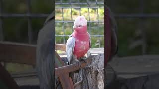 Galah Cockatoo Parrot Bird CallSongSounds shorts [upl. by Shena]