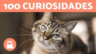 100 CURIOSIDADES sobre los GATOS que te sorprenderán 🐱🐾 [upl. by Koffler]