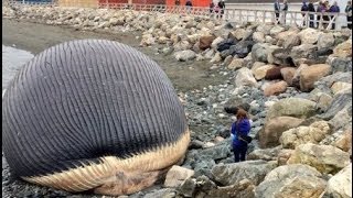 Explosion fears for bloated whale carcass [upl. by Sholley404]