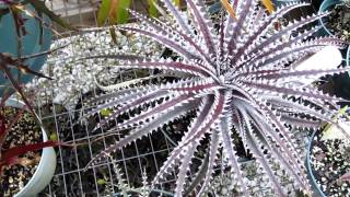 Dyckia bromeliads explained care and maintenance of dyckia [upl. by Kissiah]