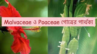 Difference between Malvaceae and Poaceae Family Malvaceae Poaceae [upl. by Ilojna]