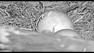 Multiple views of the pip going into hatching of the 1st egg 2024 06 12 03 00 43 562 [upl. by Eisenhart]