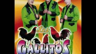 El Corrido De Copalquin Candido Rodriguez Los Gallitos De Chihuahua [upl. by Normy]