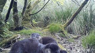 loutre et loutron sur le bassin versant du Léguer 2 [upl. by Reggie]