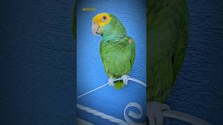 El Amor de tu vida Loro que Habla Loros Hablando Shorts parrot animals humor birds amor ave [upl. by Aldos]