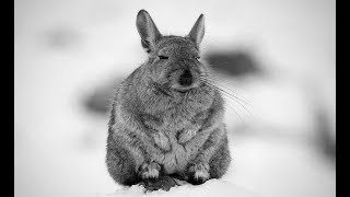 viscacha in the wild [upl. by Jahdal]