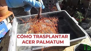 CÓMO HACER EL TRASPLANTE DE UN ACER PALMATUM ֍ CURSO BÁSICO DE BONSÁI ✅ [upl. by Dlarrej472]