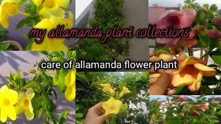 allamanda flower plant care and my collection of allamanda [upl. by Eerrahs]