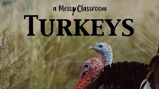 All About Turkeys Turkey Facts thatll Blow Your Mind Wild Domestic Fascinating History of Turkeys [upl. by Edora]