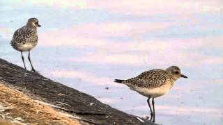 Grey Plover [upl. by Anuahsed]