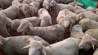 kashmiri viral sheeps video [upl. by Halimak]