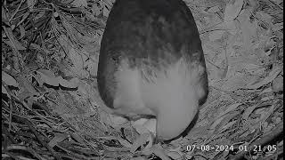 SE 33 has hatched Welcome to the world little one 🥳 0120 SeaEagleCAM4 Live Stream  07082024 [upl. by Drona237]