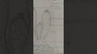 ScyphaSyconciliatum Phylum Poriferayoutubeshortsvideo [upl. by Arihaz]