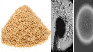 Production and Characterization of Xylanase from Aspergillus niger using Wheat Bran Corn Cobs [upl. by Htebazil]