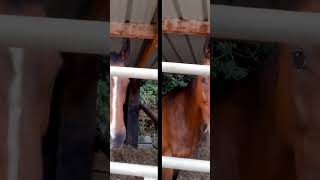 The FUNNIEST Horse Dance Ever Caught on Camera [upl. by Winnick898]