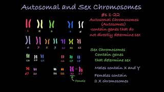 Reading Karyotypes [upl. by Rickert]