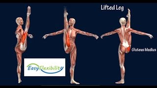 How to Grand Battement Devant Ballet Muscle Animation EasyFlexibility [upl. by Oizirbaf]