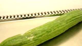 P capsici infects cucumber [upl. by Conall72]