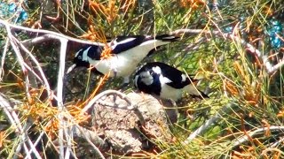 Magpielark pair on their mud nest [upl. by Tisman]