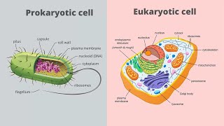 Prokaryotic vs Eukaryotic Cells  Difference between Prokaryotic amp Eukaryotic Cells  Class9  CBSE [upl. by Assylem]