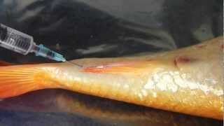 Collecting blood from a fish using the tail vein [upl. by Assirak]