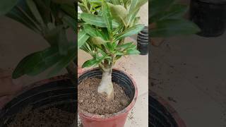 Adenium Plant Repotting Soil Mix amp Care Tips adenium desertrose terracegarden [upl. by Wiltsey]