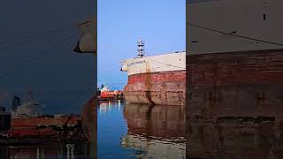 Heron in flight ship maritime shipping docking heron bird [upl. by Pontus]