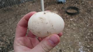 All Things Duck Eggs Basics and Details [upl. by Breana]