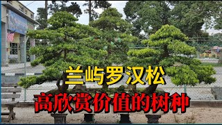 蘭嶼羅漢松 Podocarpus costalis for sale [upl. by Brelje]