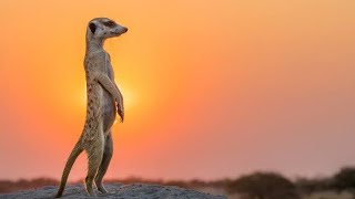 Meerkats documentary  duurjoog  xayawaano [upl. by Ayar]