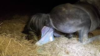 GRAPHIC VIDEO My pregnant mare foaling  Entire birth captured on video [upl. by Beka]