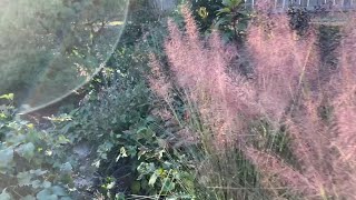 Removal of Pennisetum setaceum Rubrum of the Poaceae family [upl. by Ner461]